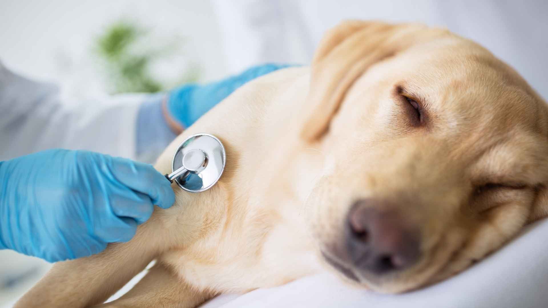 Urgencia perro con la lengua azul